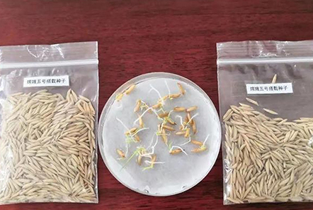和嫦娥五號一起“上天”的水稻種子發(fā)芽了！