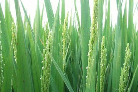 種植水稻，注重水稻三個時期的管理，更有利于水稻創(chuàng)高產(chǎn)？