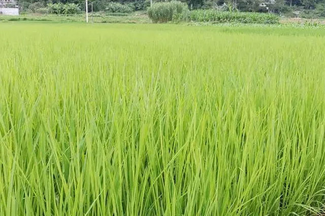 水稻苗徒長跟種子有關(guān)嗎？水稻苗徒長原因有3種，應(yīng)對癥采取措施