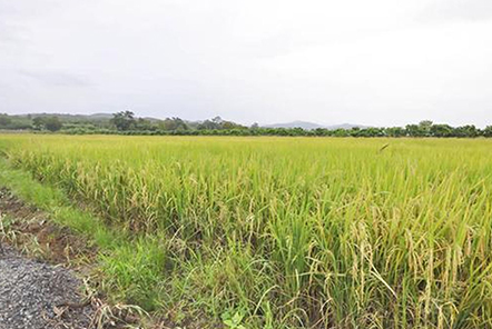 谷城退休老漢追逐農(nóng)機(jī)夢(mèng)！